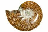 Polished Ammonite (Cleoniceras) Fossil - Madagascar #365081-1